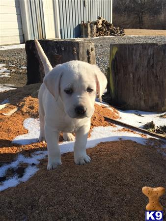 labrador retriever puppy posted by Heritage Labradors